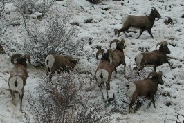 Big Horn Sheep near Deer Creek