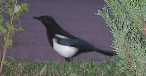Magpie at Red Stone Inn