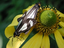 Butterflies in Chicago Basin